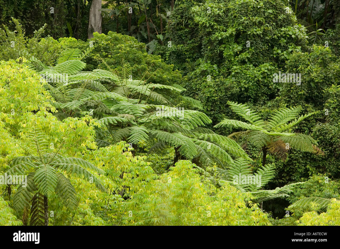 Tree Ferns in Tropical Rainforest on Fiji Stock Photo - Alamy