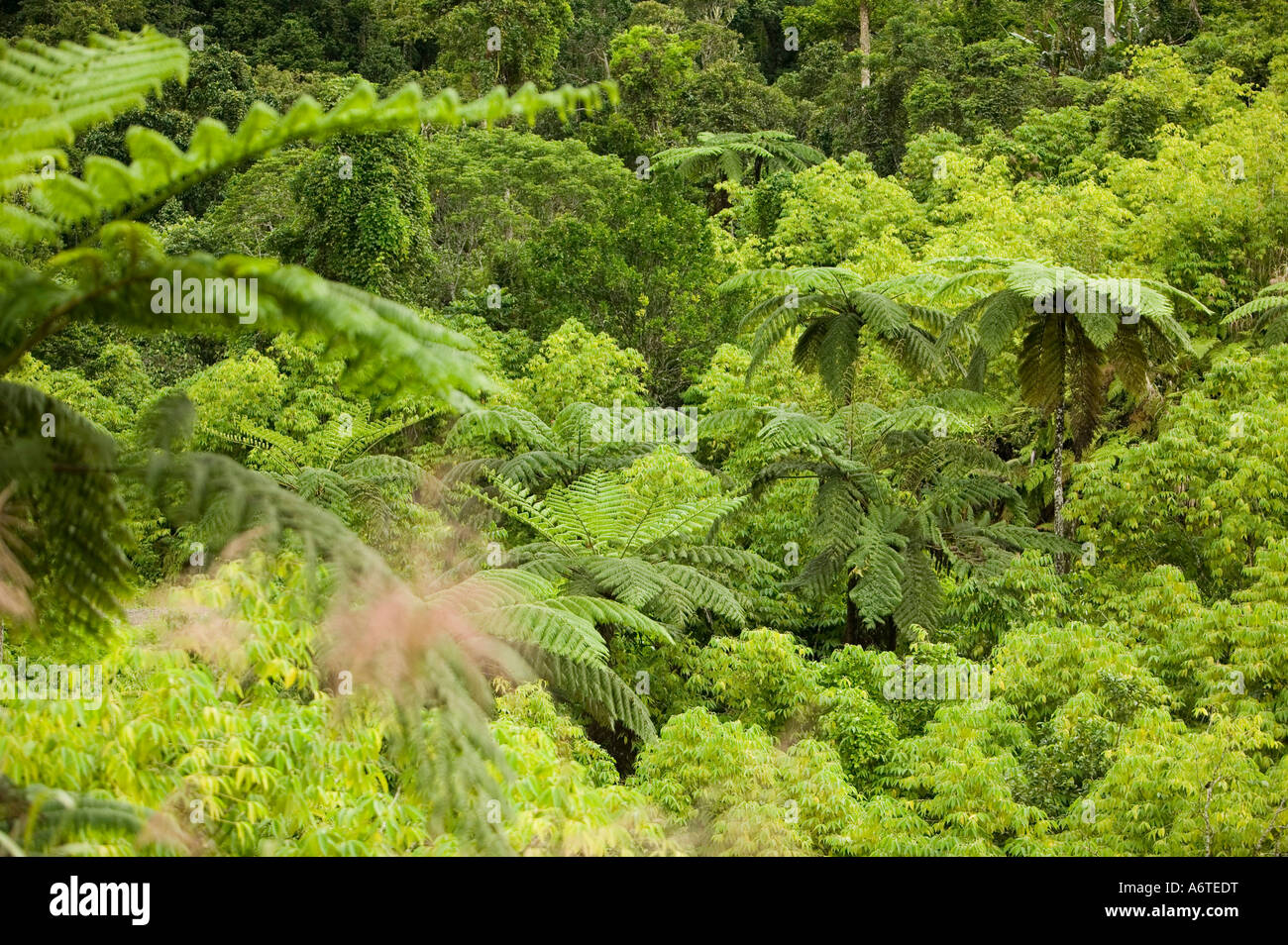 Tree Ferns in Tropical Rainforest on Fiji Stock Photo - Alamy