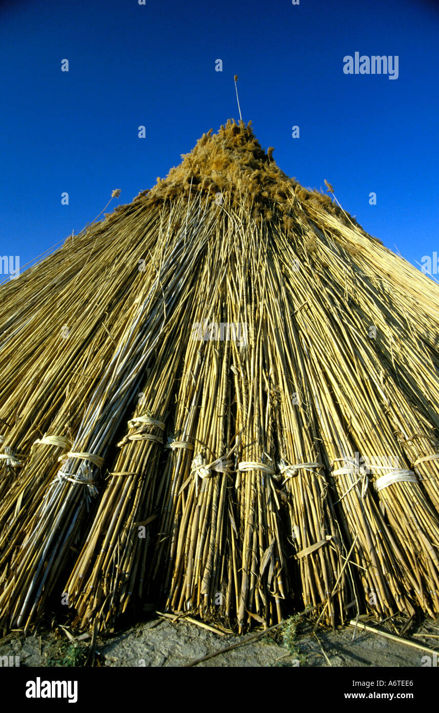 ready reeds for basket makers Stock Photo
