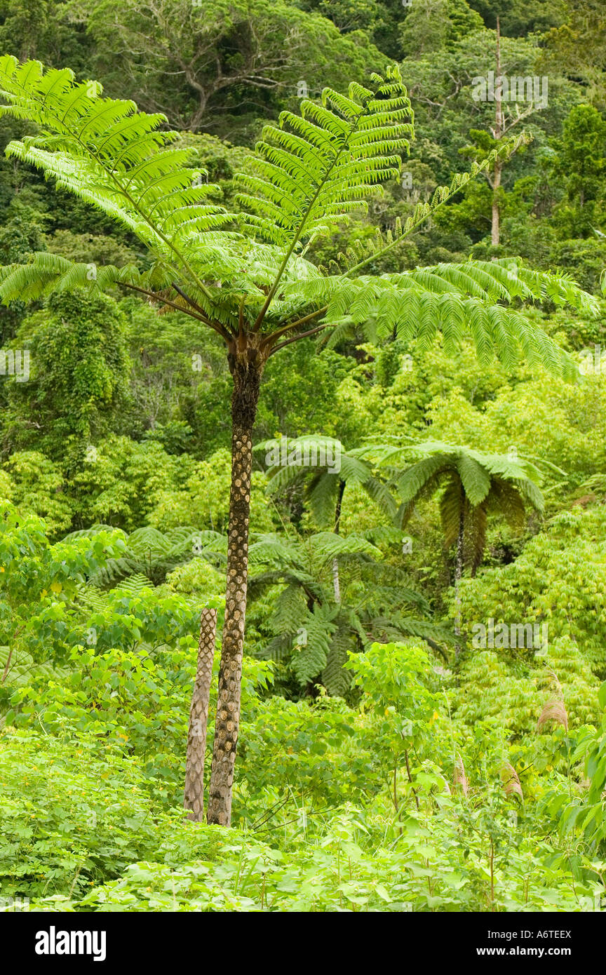 Tree fern rainforest fiji hi-res stock photography and images - Alamy