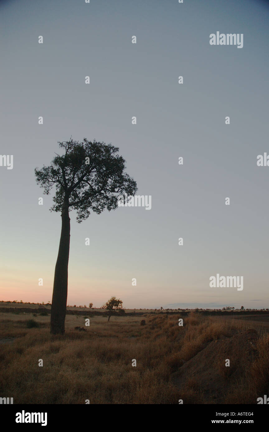 Boab boabab or Australian bottle tree Brachychiton rupestre Central