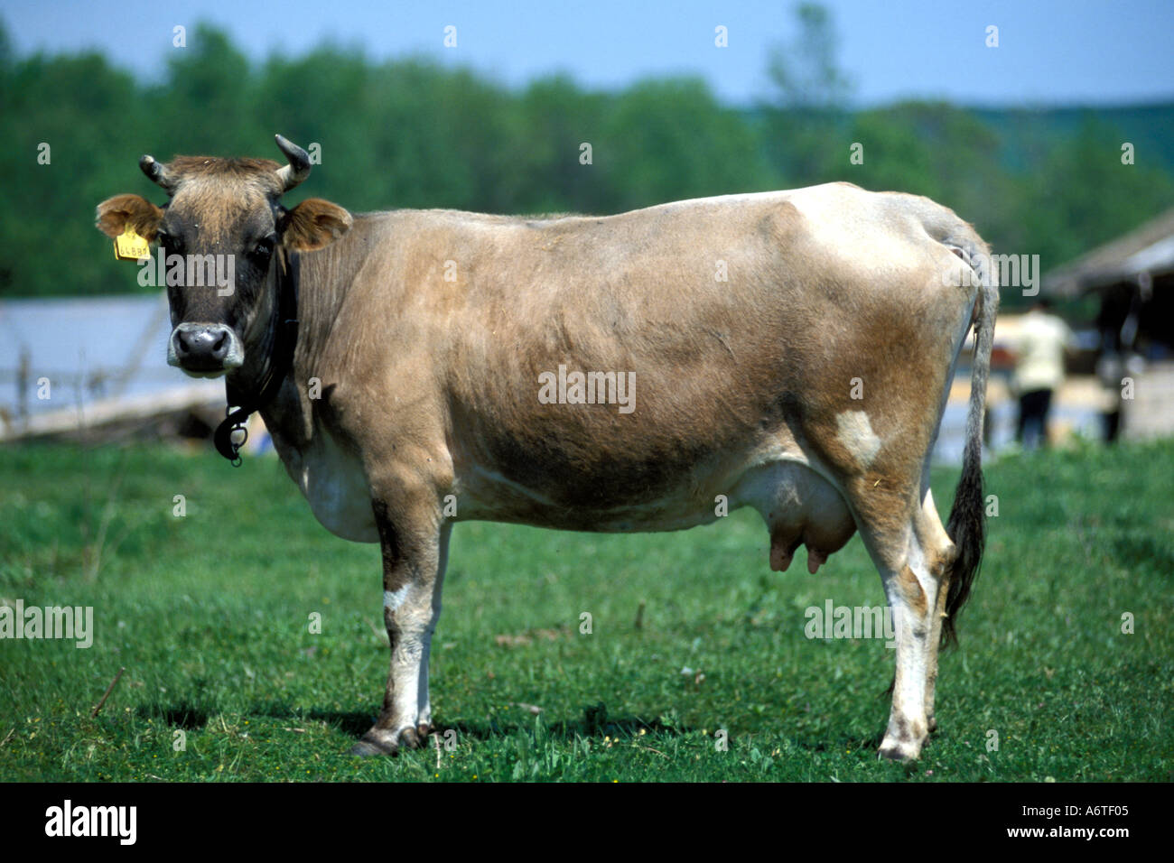 Bulling cow hires stock photography and images Alamy