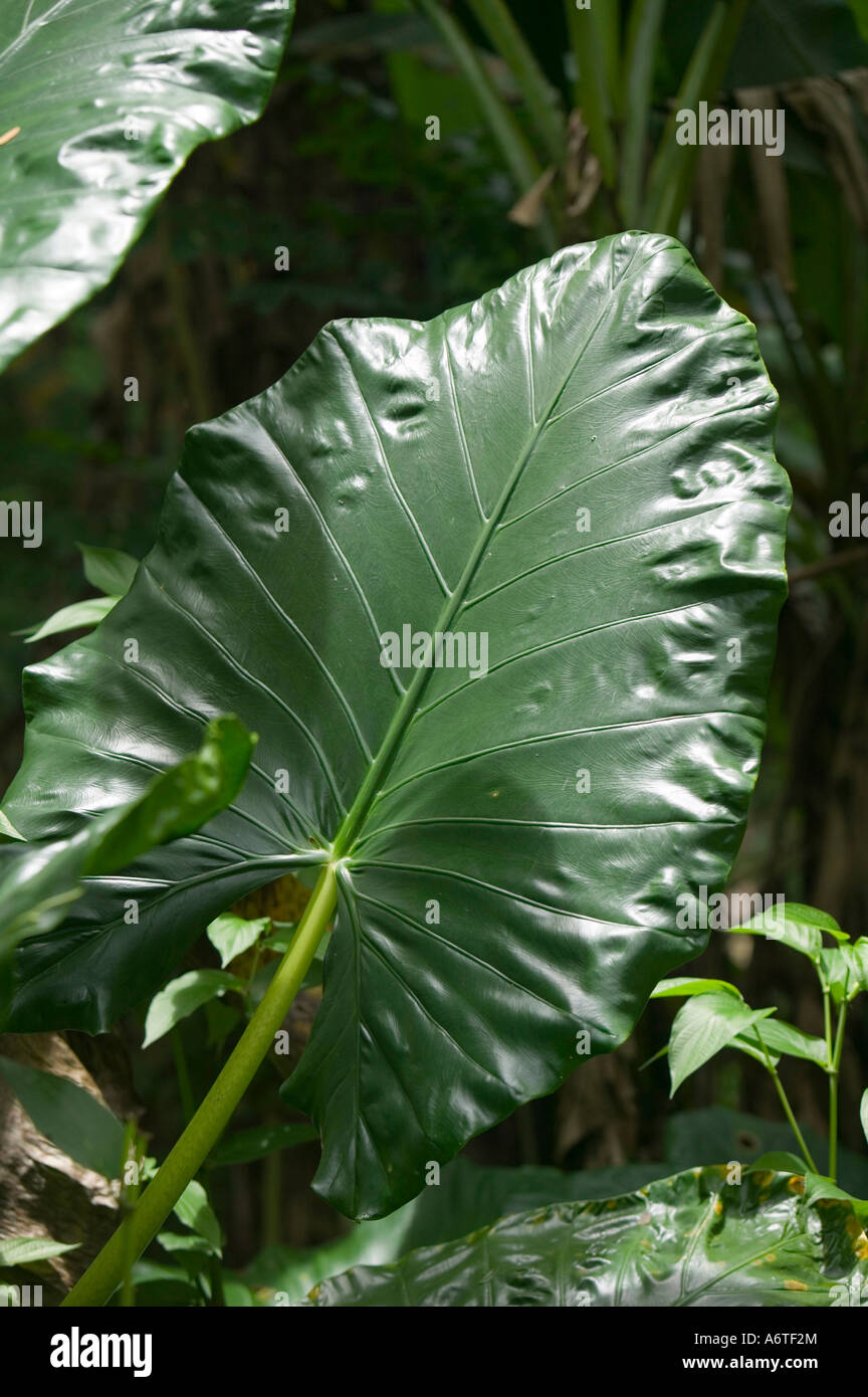 Waxy leaves of tropical vegetation in rainforest on Fiji Stock Photo