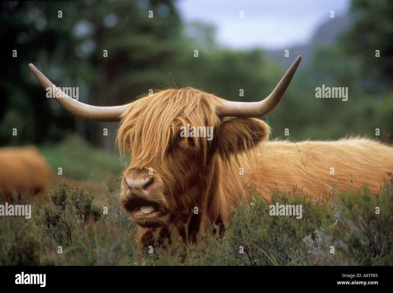 Highland Cow lying in the heather Stock Photo