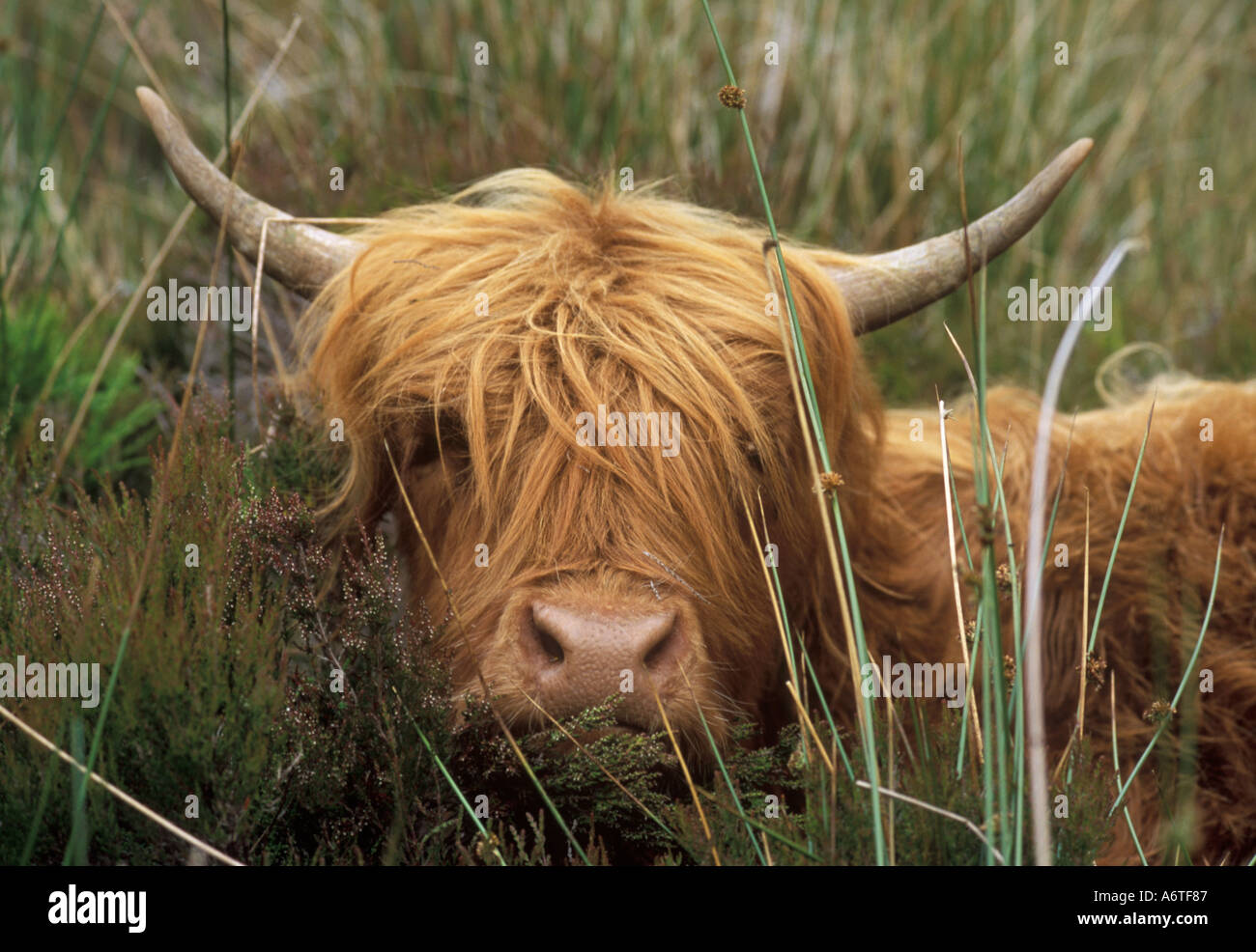 Highland Heifer lying in heather and reeds Stock Photo