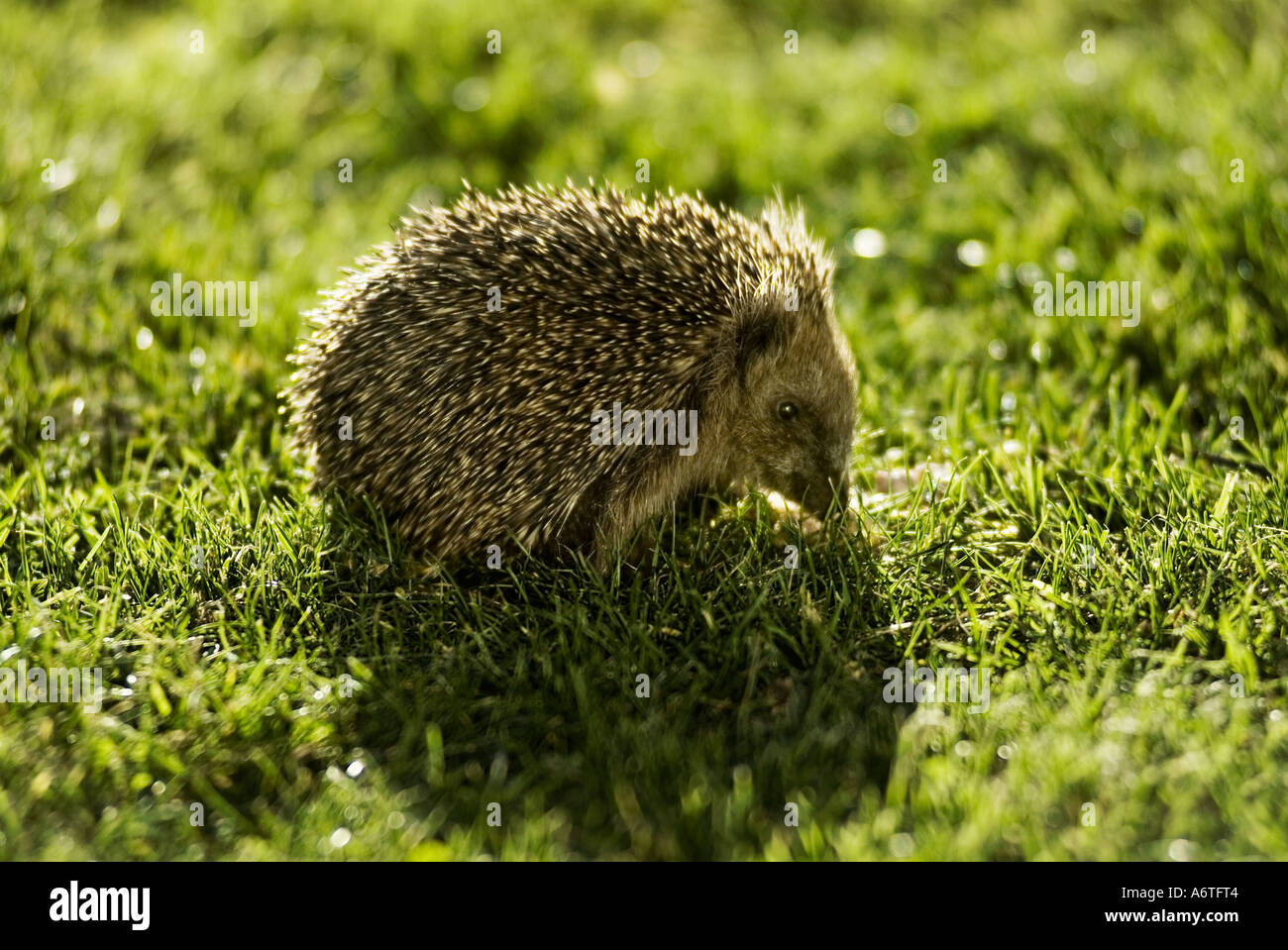 A hedgehog on the lawn Stock Photo