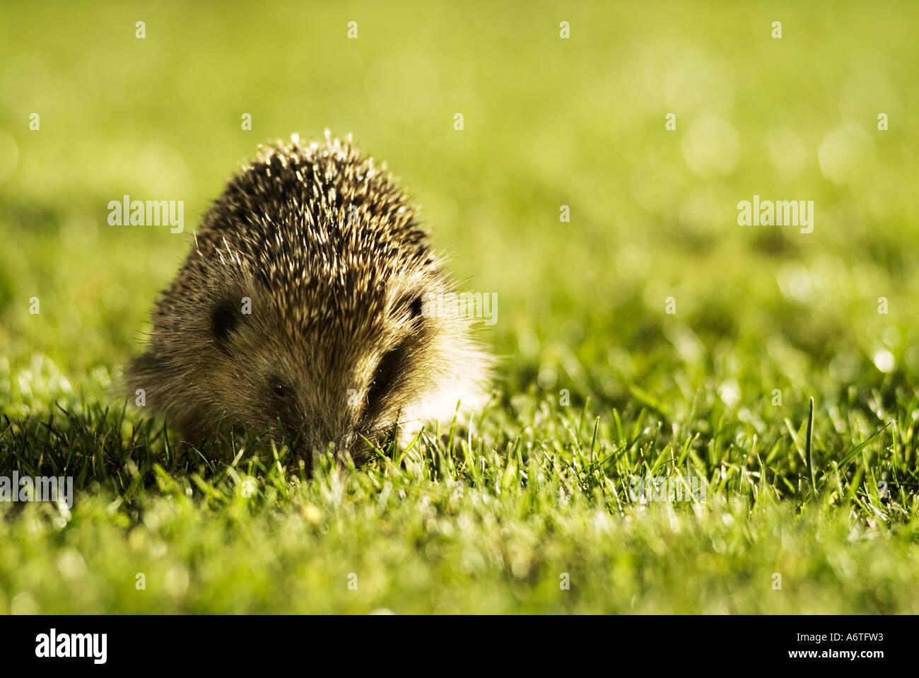 A hedgehog on the lawn Stock Photo