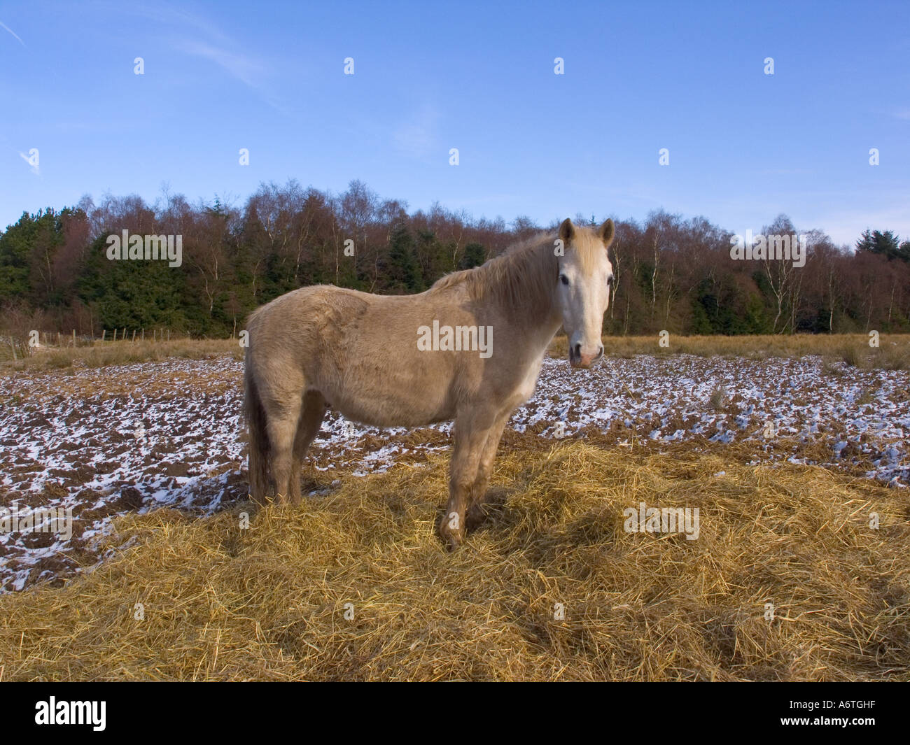 Horse winter feeding in Fife Scotland Stock Photo Alamy