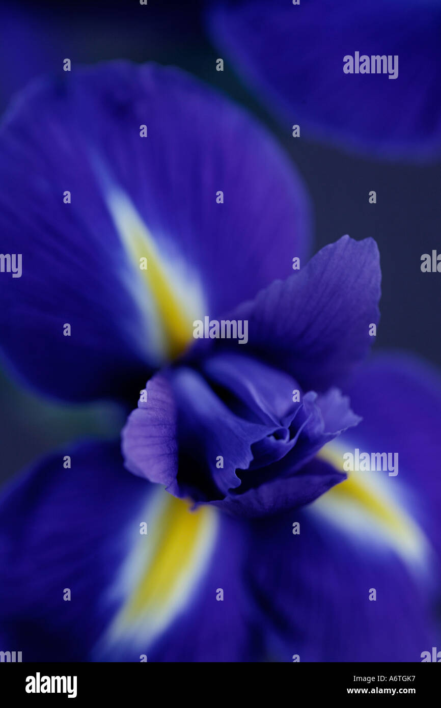 Close up of Iris sibirica flower Stock Photo