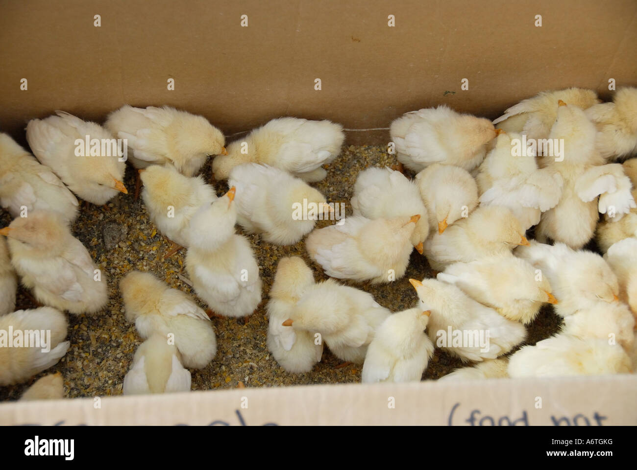 'Chicken chicks 'for sale' from a 'cardboard box' at easter, 'farmers market', California' Stock Photo