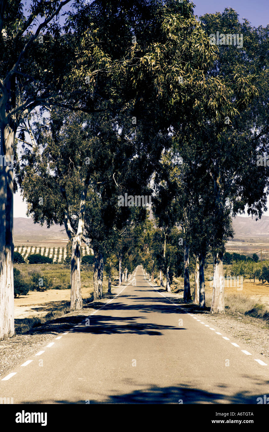 A continental avenue of eucalyptus trees Stock Photo