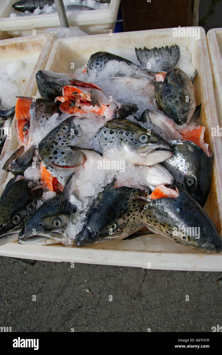 "Farmed salmon heads and tails, "on ice", California" Stock Photo