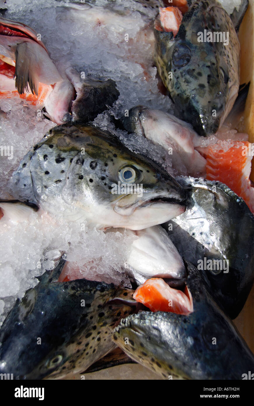 Farmed fish hi-res stock photography and images - Alamy