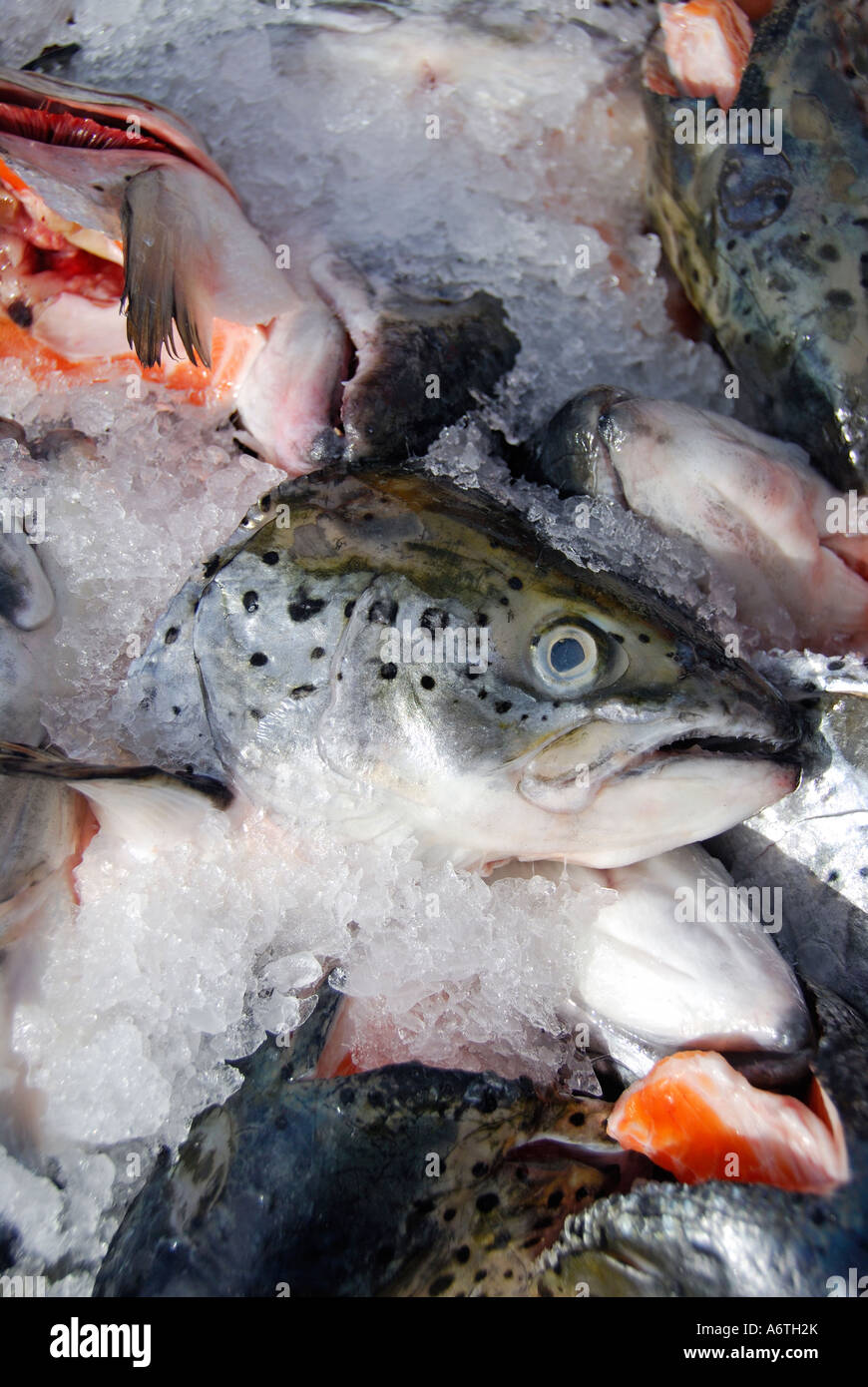 'Farmed salmon heads and tails, 'on ice', California' Stock Photo