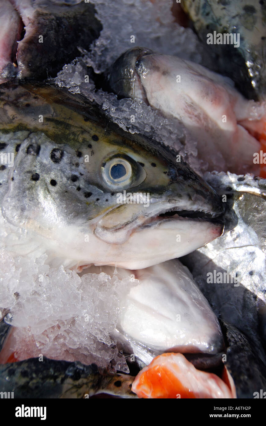 'Farmed salmon heads and tails, 'on ice', California' Stock Photo