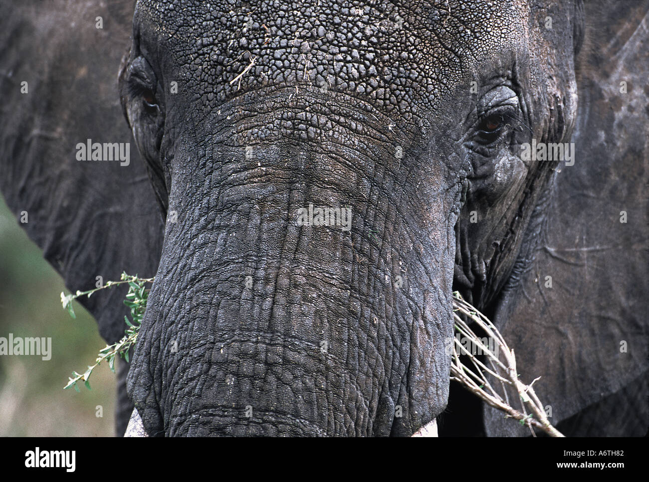 Africa, Tanzania, Tarangire National Park, Elephant, African Elephant, Loxodanta africana Stock Photo