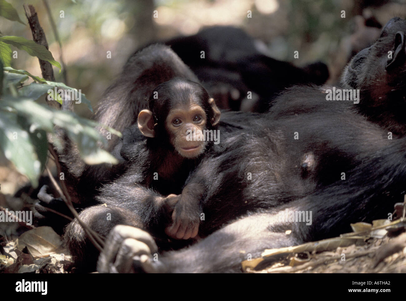 Jane goodall and chimpanzees hi-res stock photography and images - Alamy