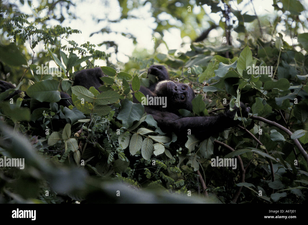 Chimpanzee nest hi-res stock photography and images - Alamy