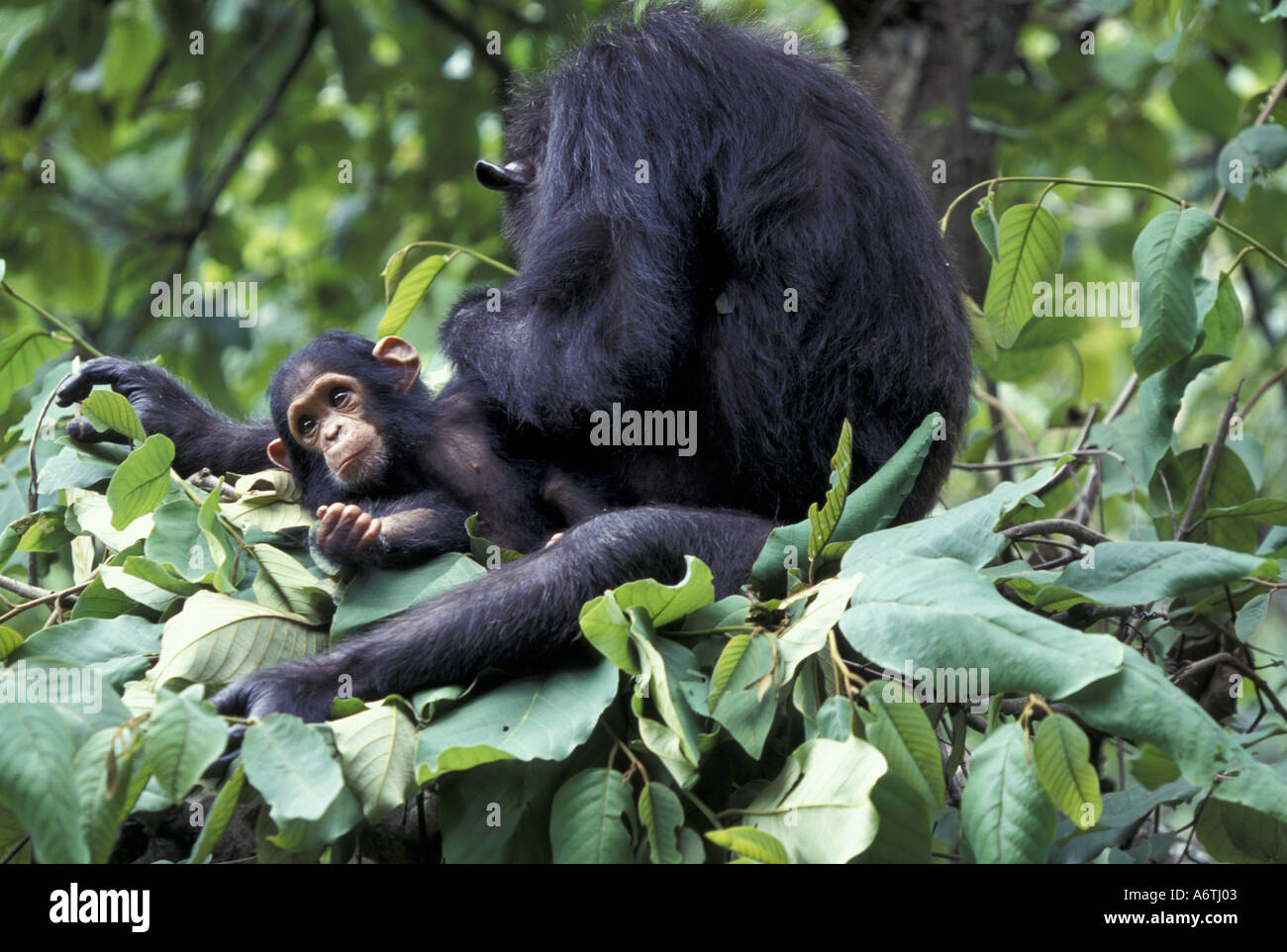 Chimpanzee nest hi-res stock photography and images - Alamy