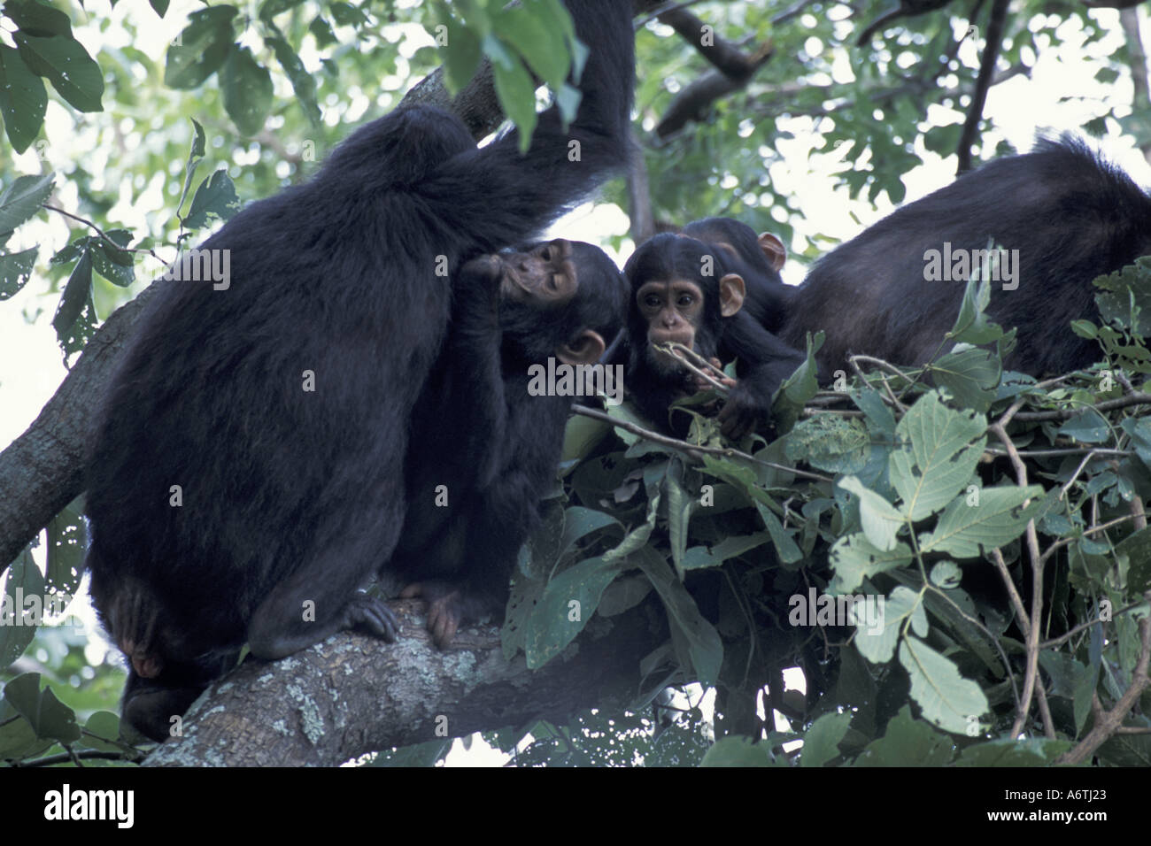 Chimpanzee nest tree hi-res stock photography and images - Alamy