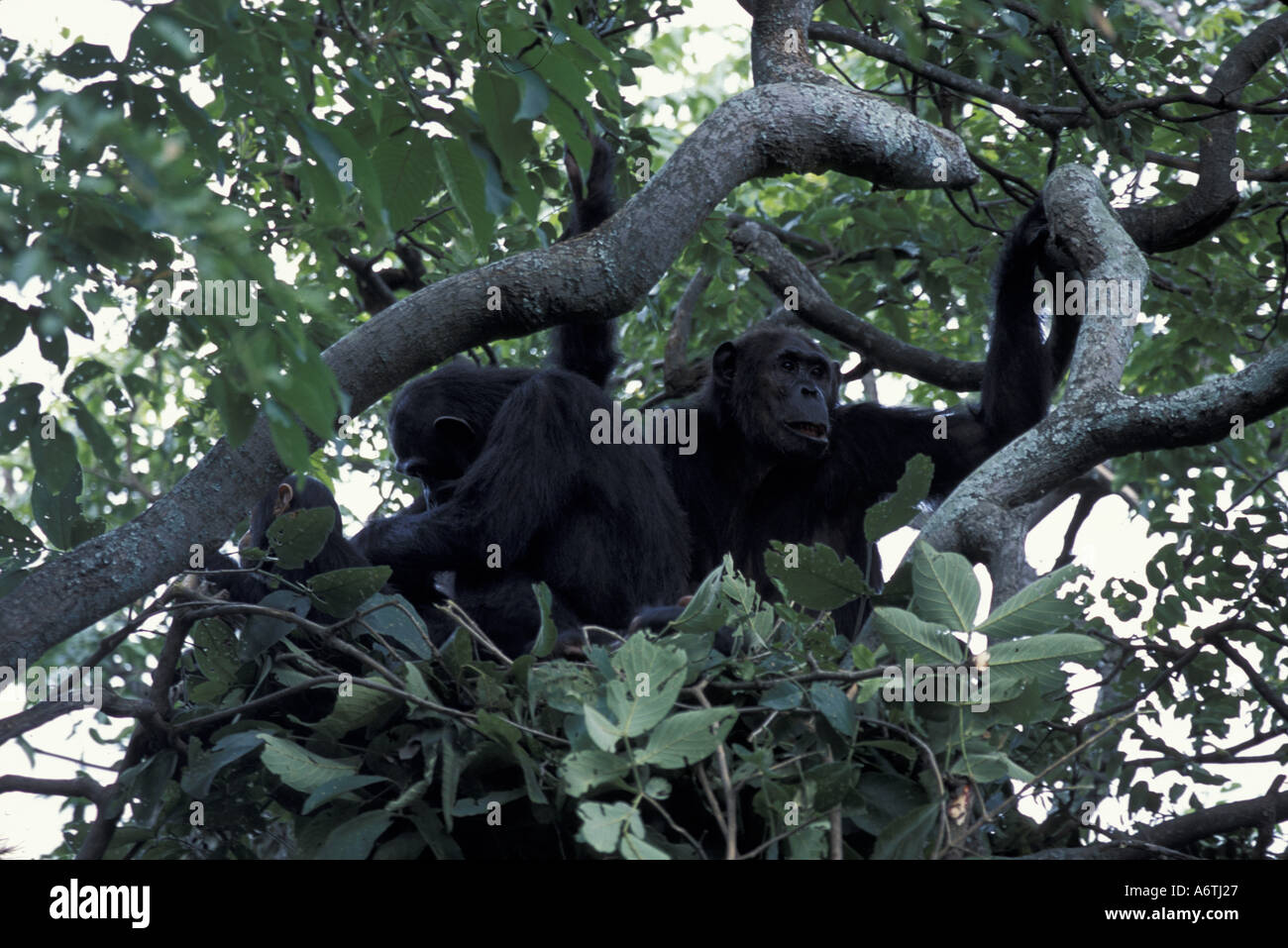 Chimpanzee nest tree hi-res stock photography and images - Alamy