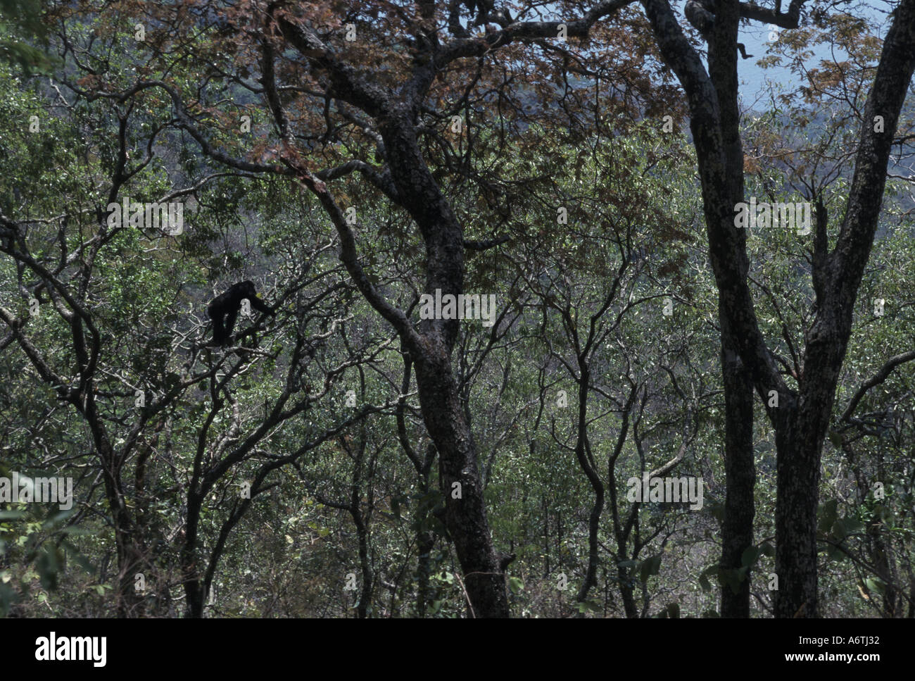 Africa, East Africa, Tanzania, Gombe National Park, Chimpanzee male, Konrad among brachystegia trees Stock Photo