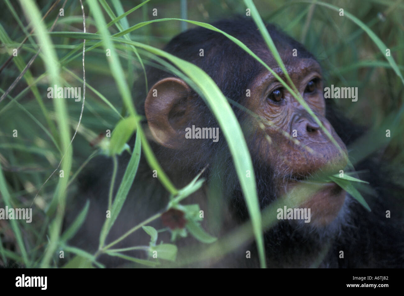 Africa, East Africa, Tanzania. Gombe National Park. Female Chimpanzee Gaia rolls the leaves of a plant. Stock Photo