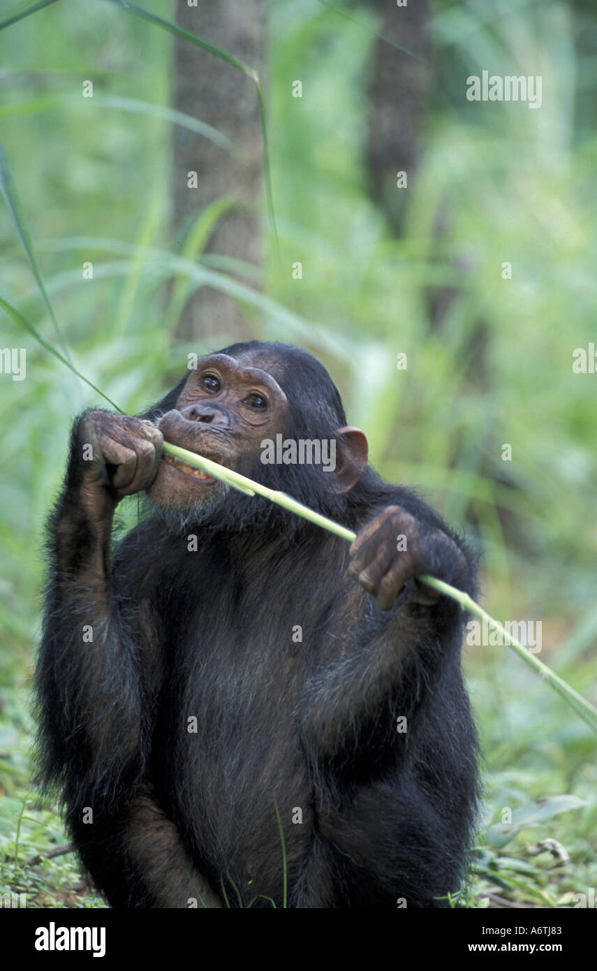 Africa, East Africa, Tanzania. Gombe National Park. Female Chimpanzee Gaia feeds on watery green stems Stock Photo