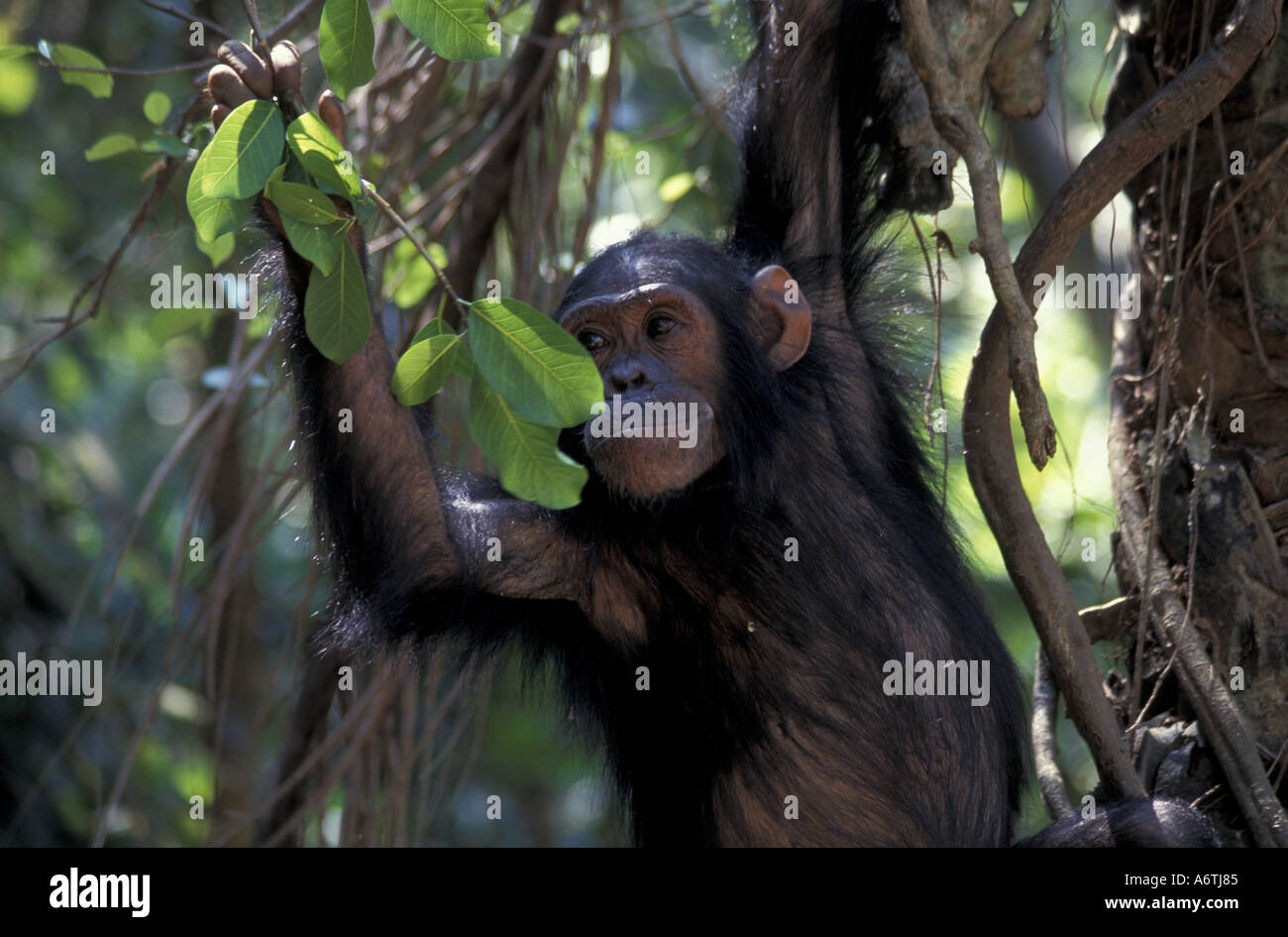 Africa, East Africa, Tanzania. Gombe National Park. Young male chimp feeding on leaves Stock Photo