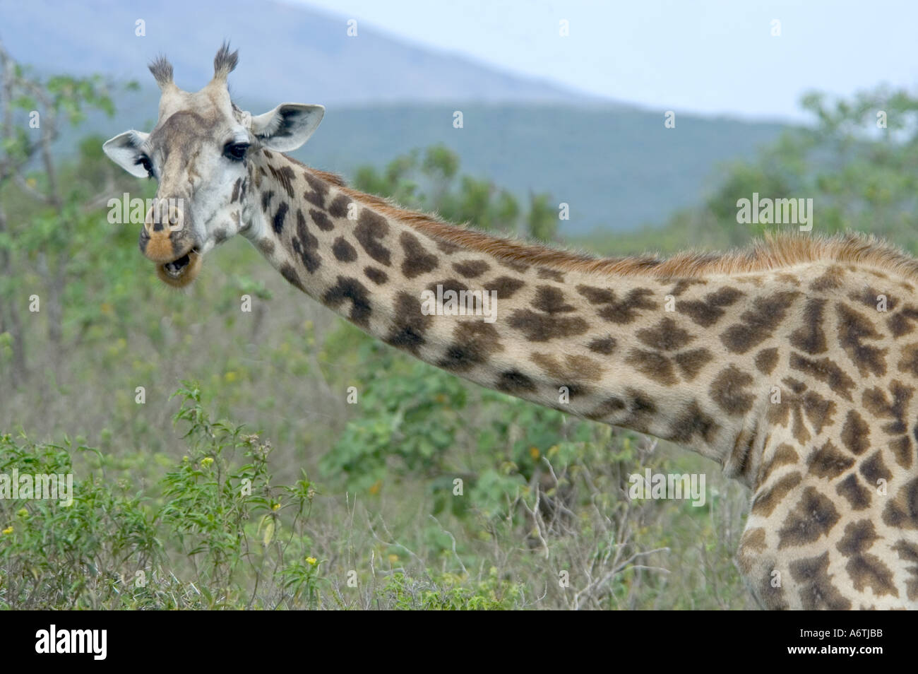 Giraffe Leaning, East Africa, Tanzania, Arusha National Park Stock Photo -  Alamy
