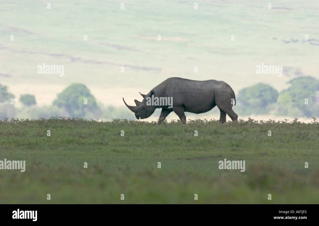 Rhino on Ridge, East Africa, Tanzania, Ngorongoro Crater Stock Photo ...