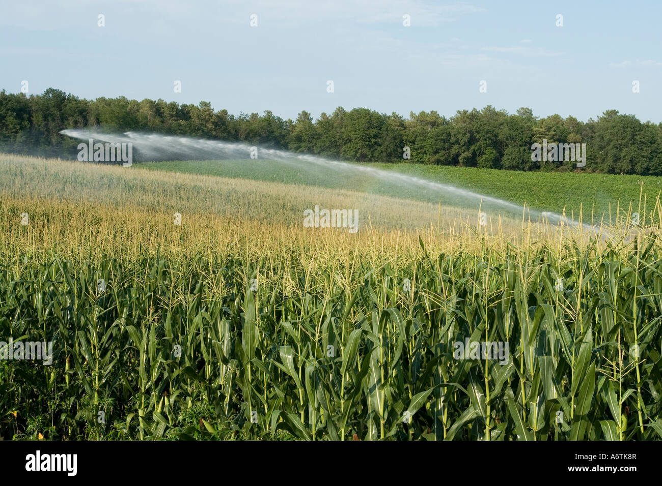 irrigation spray on maize crop cotes du Duras Lot et Garonne France