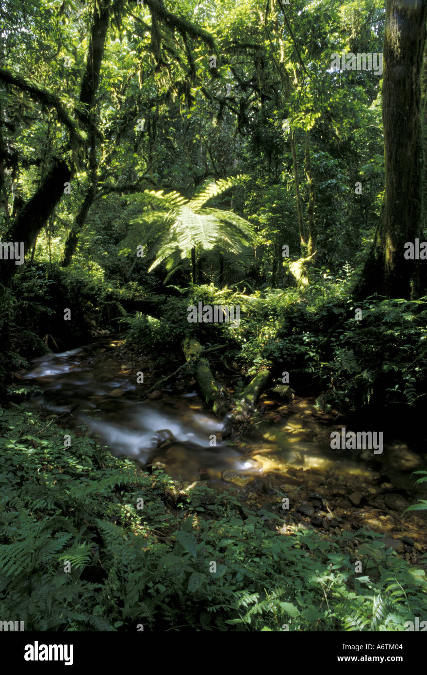 Africa, Uganda, Bwindi Impenetrable National Park. Rainforest tree fern and stream Stock Photo