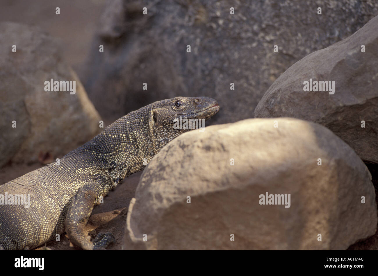 Africa, Zimbabwe, Zambezi River. Nile monitor lizard (Varanus niloticus