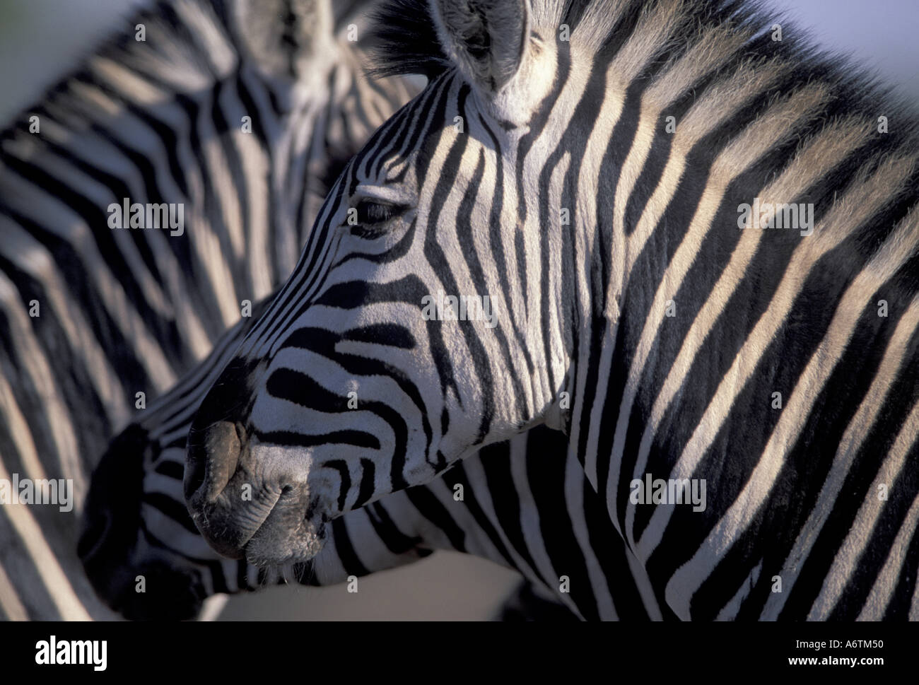 Africa, Zimbabwe, Hwange NP. Plains zebra, Chapman's race (Equus burchellis antiquorum) Stock Photo