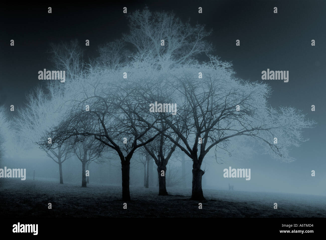 Three Trees in silhouette against negative background tinted blue Stock ...