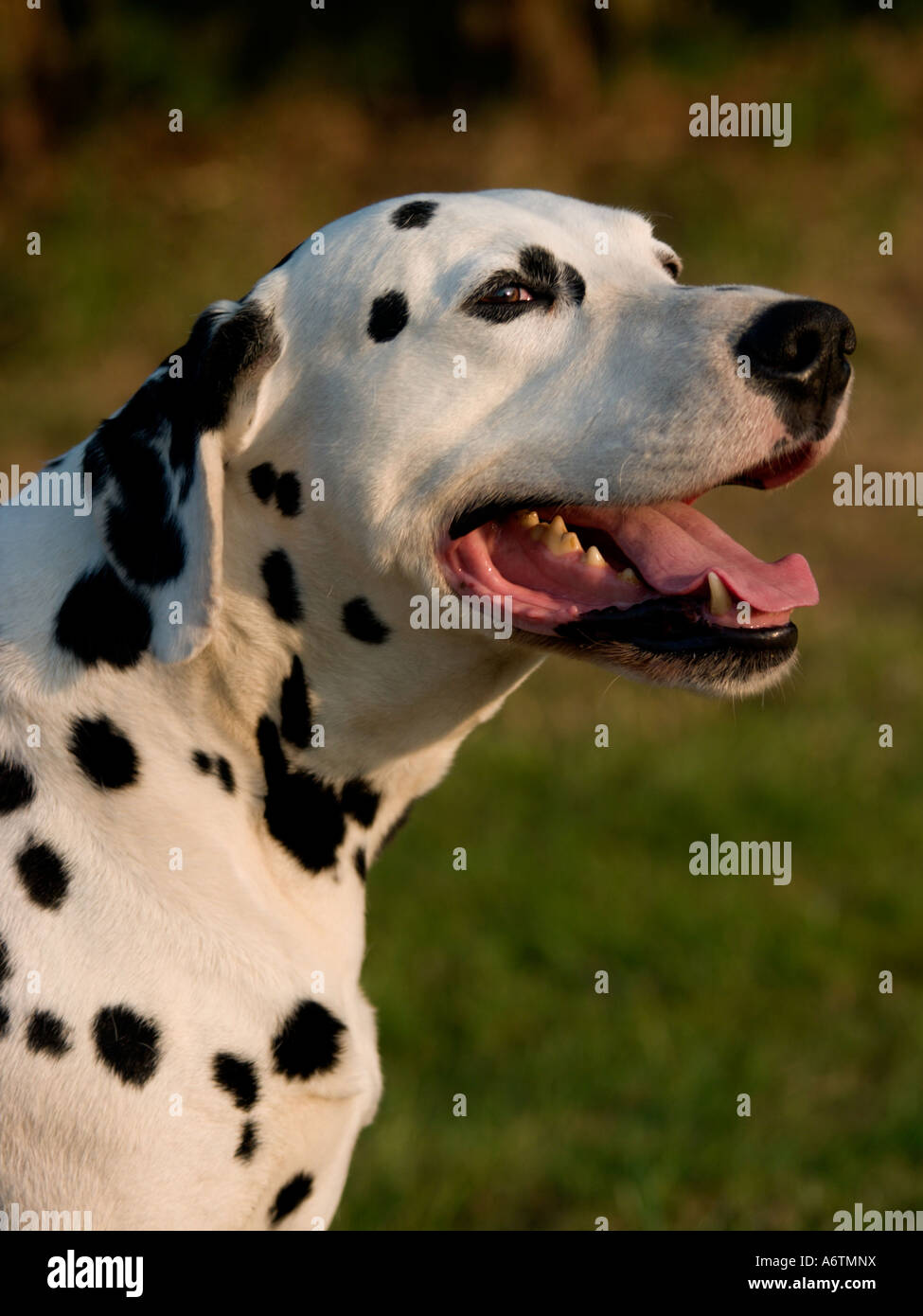 Spots before your eyes with this handsome dalmatian dog. Stock Photo