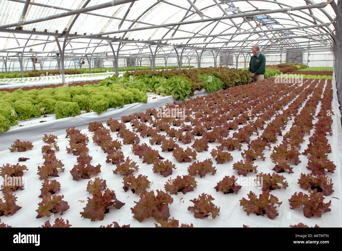 Interior of  Stanley Growers and Nurseries, hydroponic salad and vegetable growers in the Falkland Islands Stock Photo