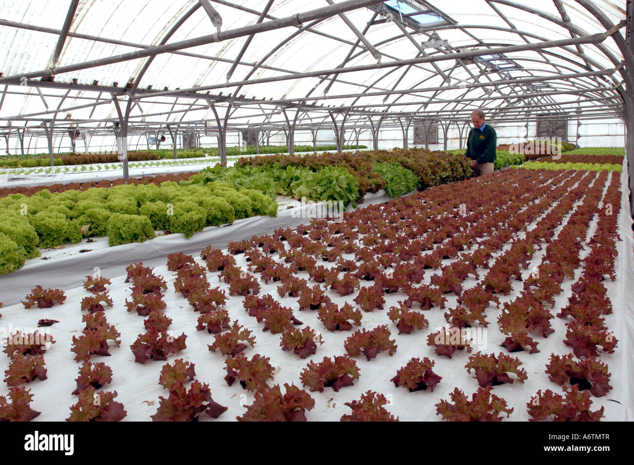 Interior of  Stanley Growers and Nurseries, hydroponic salad and vegatable growers in the Falkland Islands Stock Photo