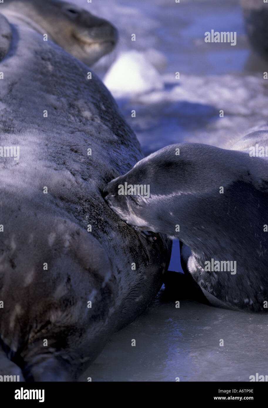 Ross Seal Mother Hi res Stock Photography And Images Alamy ross-seal-mother-hi-res-stock-photography-and-images-alamy