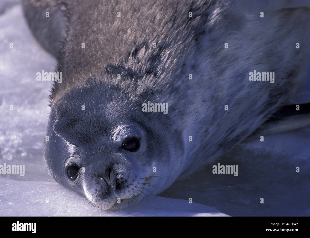 Antarctica Ross Island McMurdo Sound Weddell Fur Seal Pup antarctica-ross-island-mcmurdo-sound-weddell-fur-seal-pup