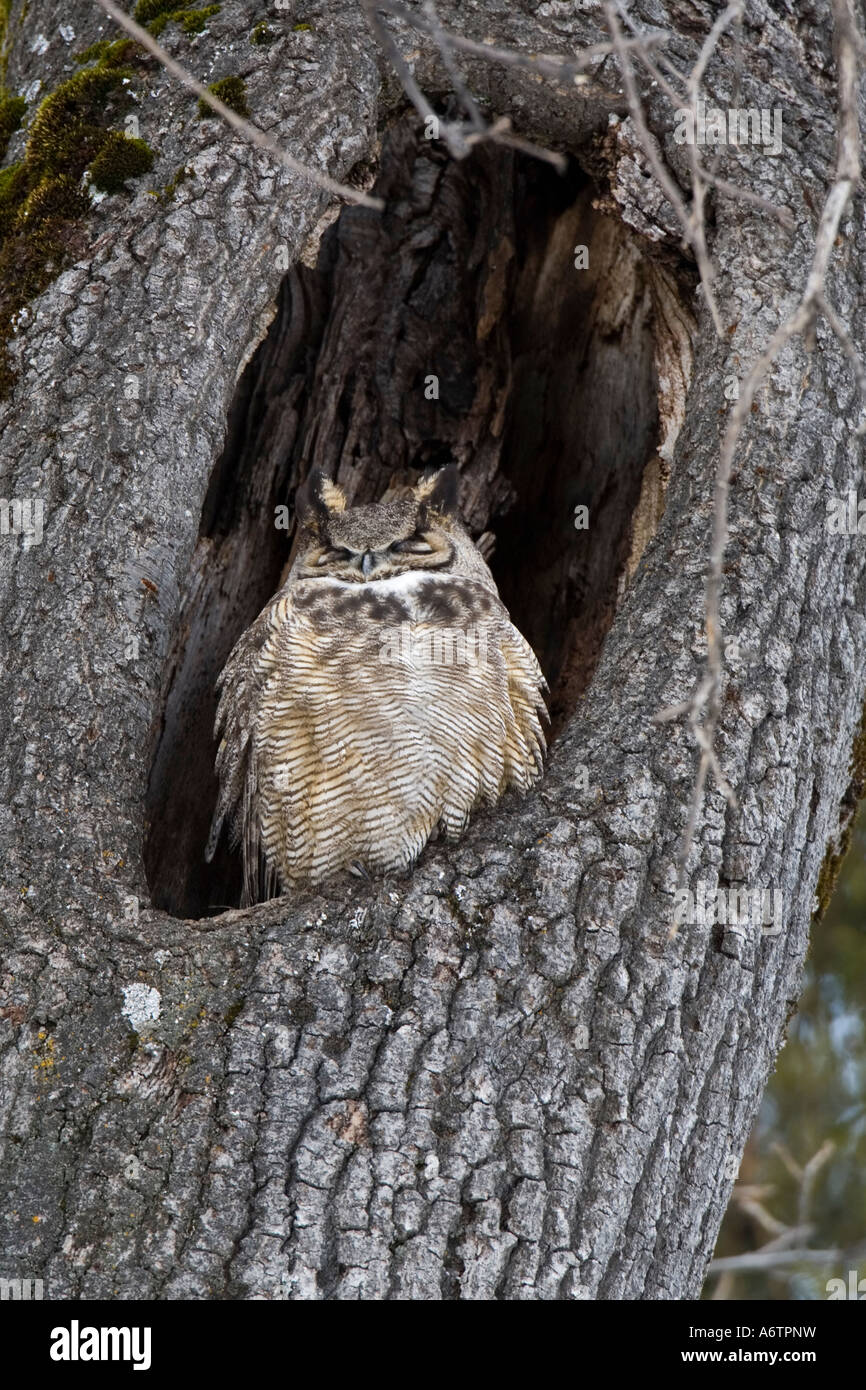 Indian great horned owl hires stock photography and images Alamy