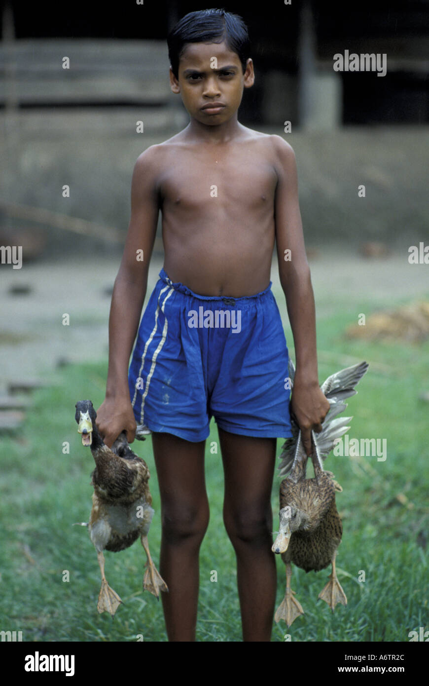 Asia, Bangladesh A boy with two of his family's ducks, in southwest Bangladesh Stock Photo