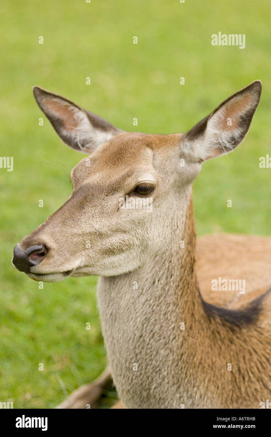 Fallow Deer Stock Photo