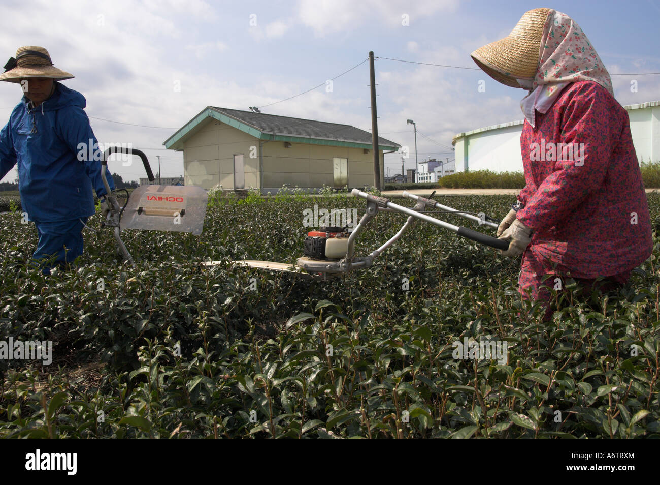 Japan Central Honshu Shizuoka area Kanaya Tea estates agricultrices in