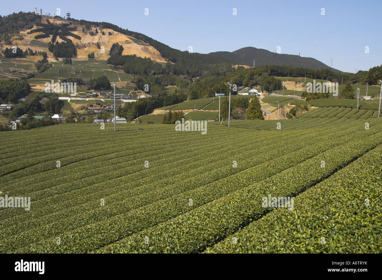 Japan Central Honshu Shizuoka area Kanaya Tea estates tea field view of