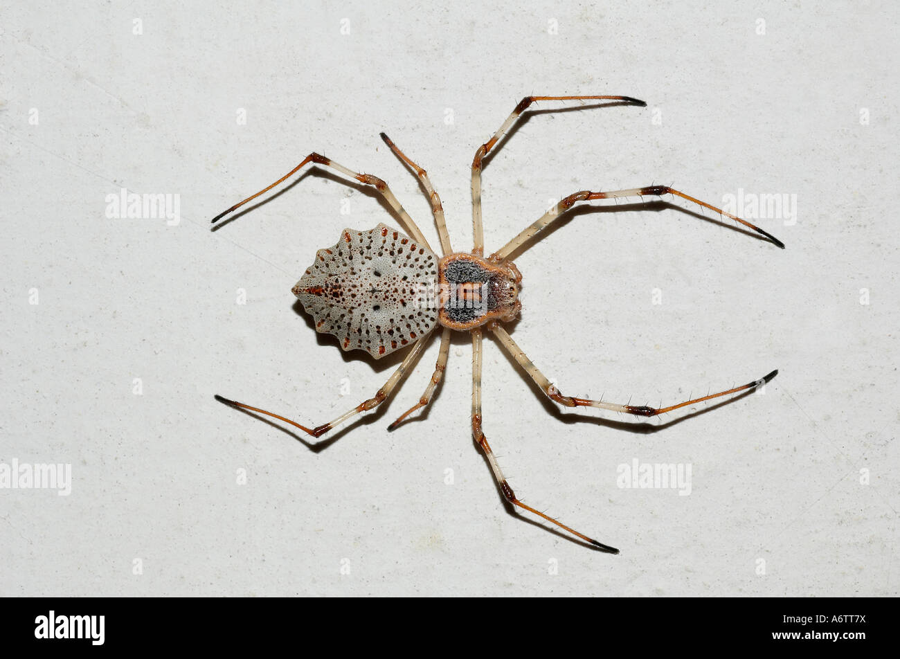 Spider. Herennia species DORSAL VIEW. Locality: Kodagu (Coorg) Karnataka, INDIA Stock Photo