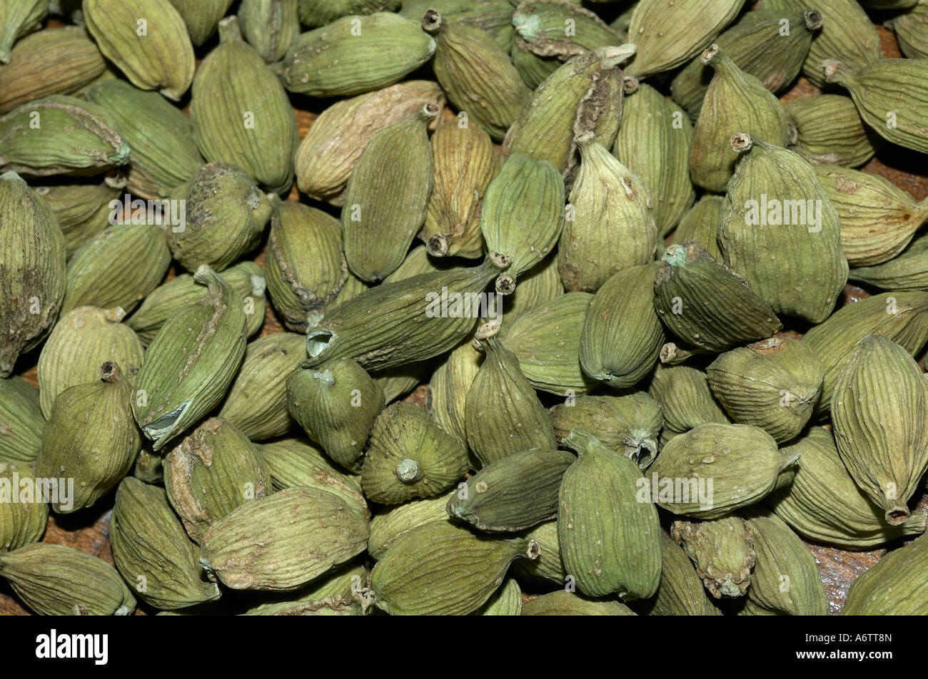 Cardamom pods - organically grown. Locality: Kodagu (Coorg) Karnataka, INDIA Stock Photo