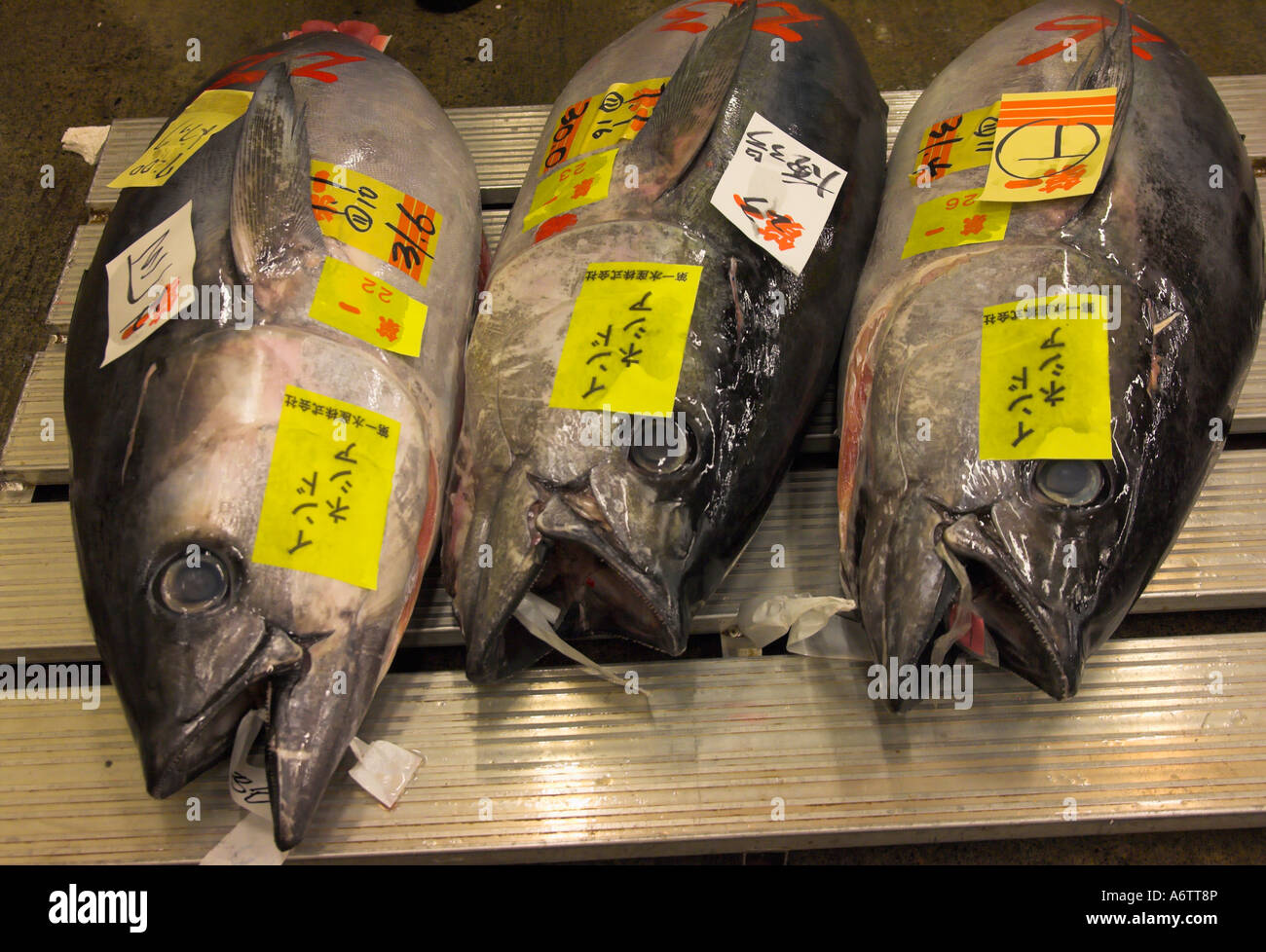 Japan Central Honshu Tokyo Tsukiji fish market tuna auction early