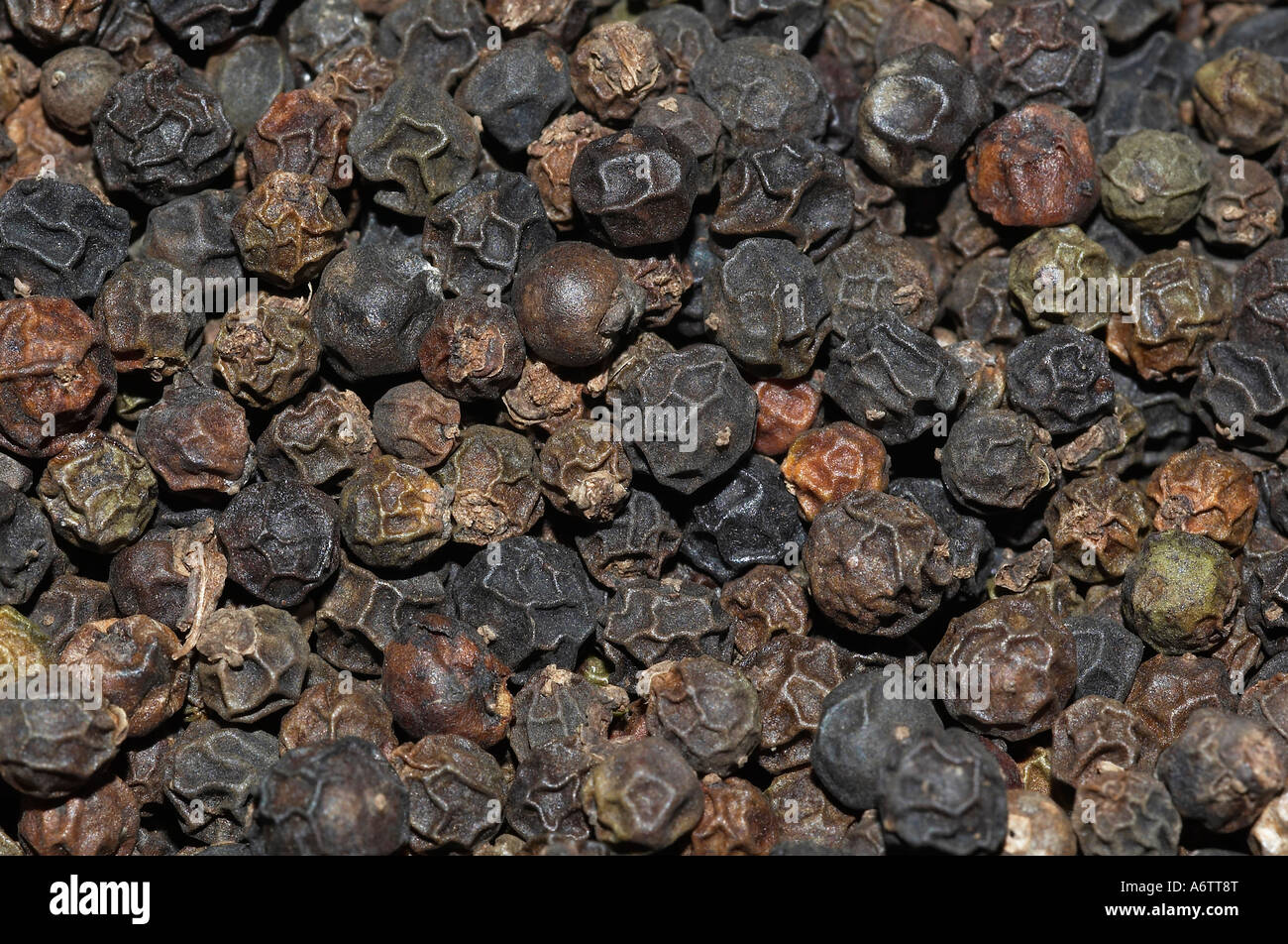 Pepper - organically grown. Locality: Kodagu (Coorg) Karnataka, INDIA Stock Photo